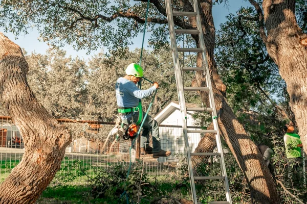 Professional arborist using chainsaw to cut tree branches